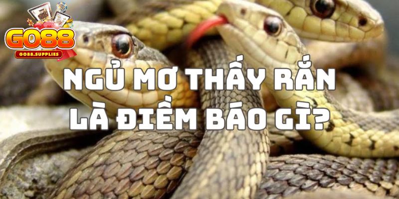 Mơ thấy rắn là điềm báo lành hay dữ?